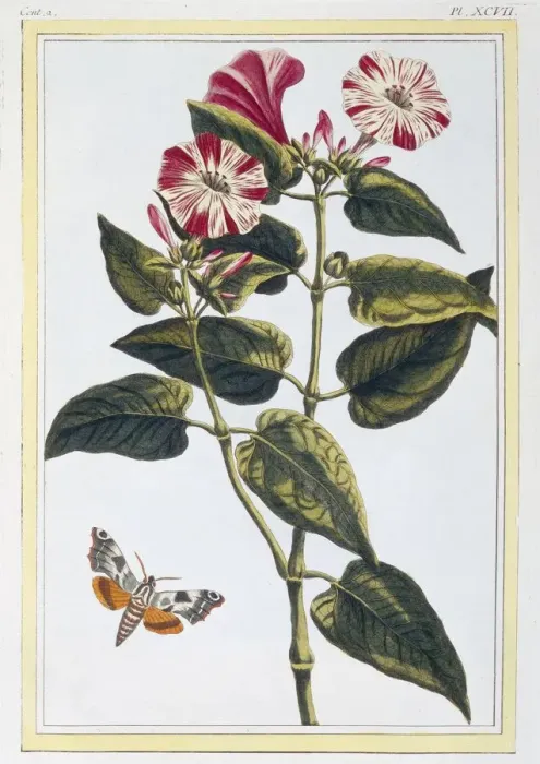 Framed Print : La Belle de Nuit (Morning Glory), pub. 1776. Creator: Pierre Joseph Buchoz (1731-1807) Framed Print : La Belle de Nuit (Morning Glory), pub. 1776. Creator: Pierre Joseph Buchoz (1731-1807)