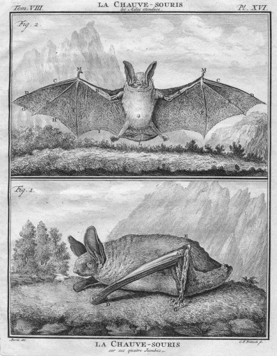 Framed Print : La Chauve-Souris les Ailes entendues & La Chauve-Souris sur ses quatre Jambes, c1763 Framed Print : La Chauve-Souris les Ailes entendues & La Chauve-Souris sur ses quatre Jambes, c1763