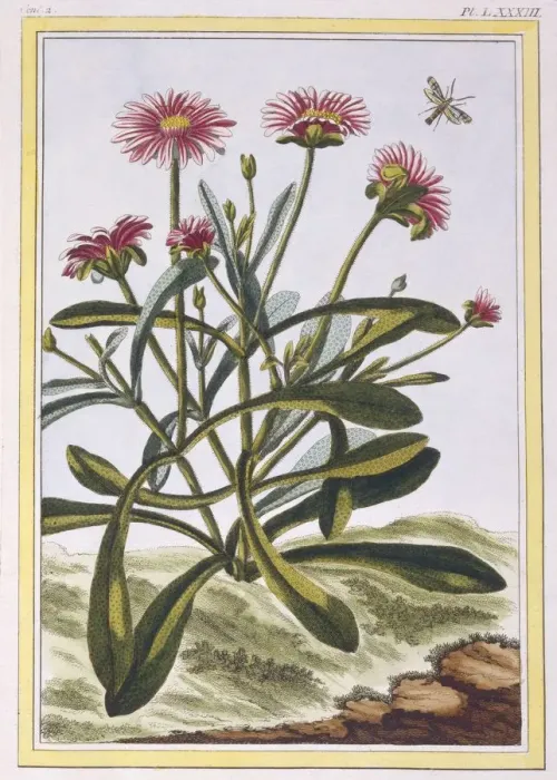 Framed Print : La Ficoide d Afrique or Mesembryanthemum, pub. 1776. Creator: Pierre Joseph Buchoz (1731-1807) Framed Print : La Ficoide d Afrique or Mesembryanthemum, pub. 1776. Creator: Pierre Joseph Buchoz (1731-1807)