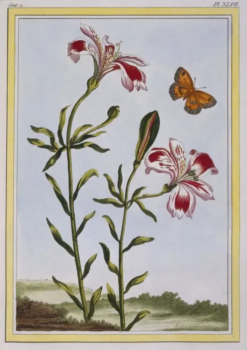 Framed Print : La Fleur Tachete des Incas (Peruvian Lily), pub. 1776. Creator: Pierre Joseph Buchoz (1731-1807) Framed Print : La Fleur Tachete des Incas (Peruvian Lily), pub. 1776. Creator: Pierre Joseph Buchoz (1731-1807)