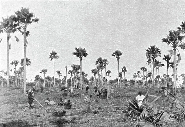 'La foret a roniers pres de Tivaouane (Cayor central); L'Ouest Africain, 1914. Creator: Noel Freres