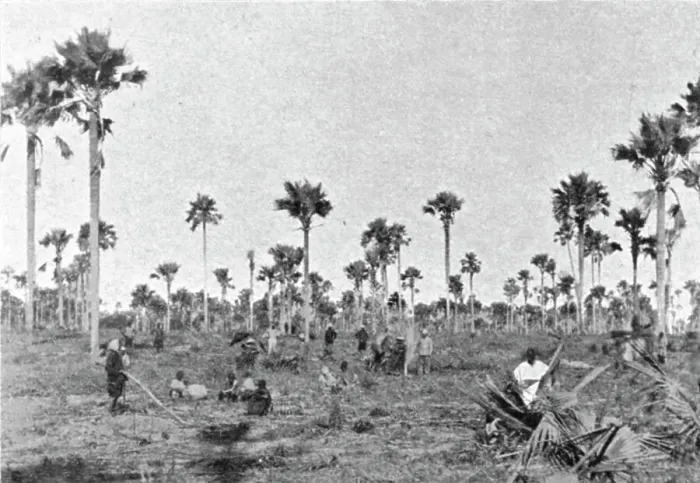 Framed Print : La foret a roniers pres de Tivaouane (Cayor central); L'Ouest Africain, 1914. Creator: Noel Freres Framed Print : La foret a roniers pres de Tivaouane (Cayor central); L'Ouest Africain, 1914. Creator: Noel Freres