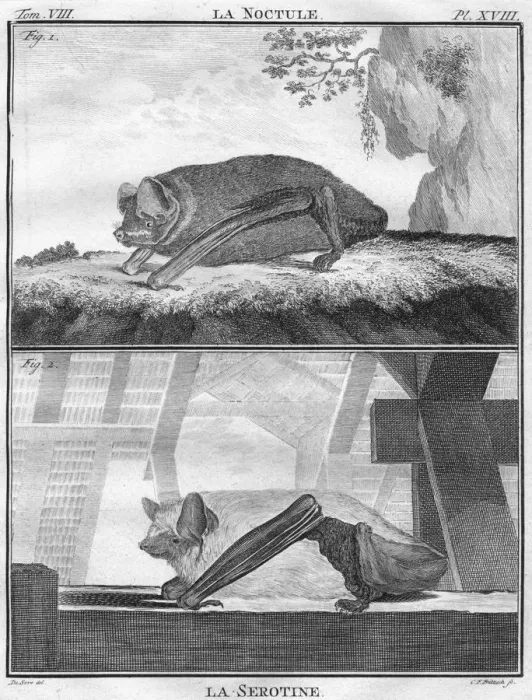 Framed Print : La Noctule & La Serotine, c1763. Creator: Christian Friedrich Fritzsch