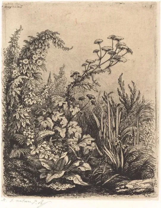 Framed Print : La petite berle aux liserons (Small Water-parsnip with Bindweed), published 1849 Framed Print : La petite berle aux liserons (Small Water-parsnip with Bindweed), published 1849