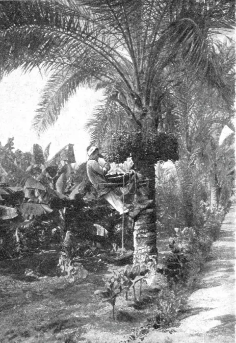Framed Print : La recolte des dattes en Egypte; Le Nord-Est Africain, 1914. Creator: Unknown Framed Print : La recolte des dattes en Egypte; Le Nord-Est Africain, 1914. Creator: Unknown