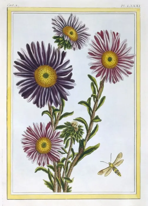 Framed Print : La Reine Marguerite (Aster), pub. 1776. Creator: Pierre Joseph Buchoz (1731-1807) Framed Print : La Reine Marguerite (Aster), pub. 1776. Creator: Pierre Joseph Buchoz (1731-1807)