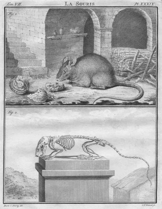 Framed Print : La Souris, c1763. Creator: Christian Friedrich Fritzsch Framed Print : La Souris, c1763. Creator: Christian Friedrich Fritzsch