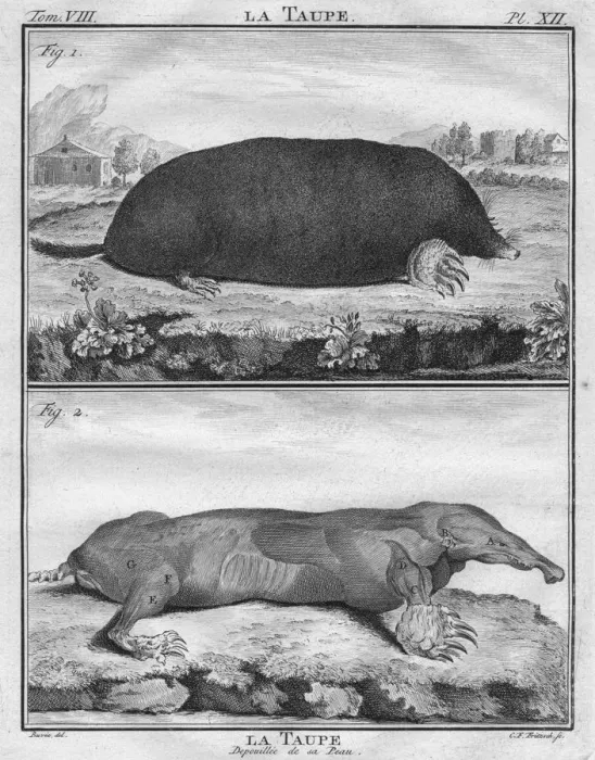 Framed Print : La Taupe & La Taupe Depoiuillee de sa Peau, c1763 Framed Print : La Taupe & La Taupe Depoiuillee de sa Peau, c1763
