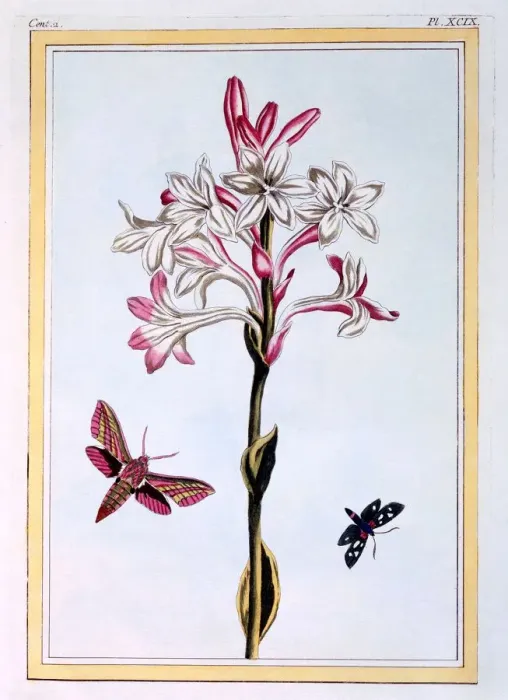 Framed Print : La Tuberose, pub. 1776. Creator: Pierre Joseph Buchoz (1731-1807) Framed Print : La Tuberose, pub. 1776. Creator: Pierre Joseph Buchoz (1731-1807)