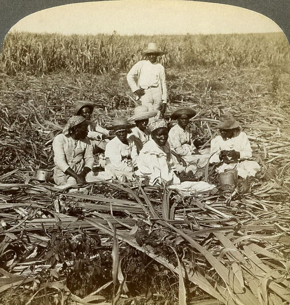 On La Union sugar plantation, San Luis, Santiago Province, Cuba, 1899. Artist: Underwood & Underwood