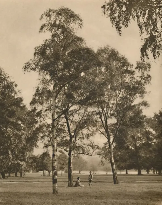 Framed Print : The Lace-Work of the Leaves: A Summer Morning in Hyde Park, c1935. Creator: Donald McLeish Framed Print : The Lace-Work of the Leaves: A Summer Morning in Hyde Park, c1935. Creator: Donald McLeish