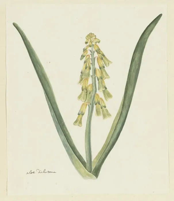 Framed Print : Lachenalia aloides (L.f.) Engl. (Opal flower), 1777-1786. Creator: Robert Jacob Gordon Framed Print : Lachenalia aloides (L.f.) Engl. (Opal flower), 1777-1786. Creator: Robert Jacob Gordon