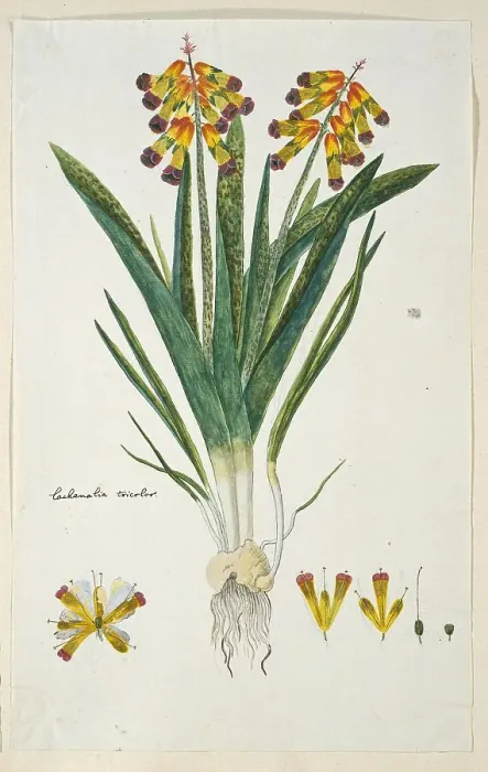 Framed Print : Lachenalia aloides (L.f.) Engl. var. quadricolor (Opal flower), 1777-1786. Creator: Robert Jacob Gordon Framed Print : Lachenalia aloides (L.f.) Engl. var. quadricolor (Opal flower), 1777-1786. Creator: Robert Jacob Gordon