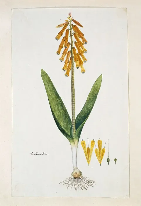 Framed Print : Lachenalia aloides (L.f.) Engl. var. aurea (Opal flower), 1777-1786. Creator: Robert Jacob Gordon Framed Print : Lachenalia aloides (L.f.) Engl. var. aurea (Opal flower), 1777-1786. Creator: Robert Jacob Gordon