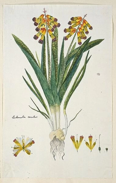 Lachenalia aloides (L.f.) Engl. var. quadricolor (Opal flower), 1777-1786. Creator: Robert Jacob Gordon