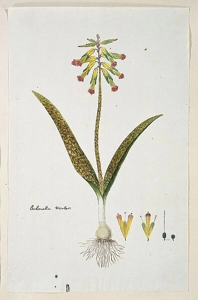 Lachenalia aloides (L.f.) Engl. var. aloides (Opal flowers), 1777-1786. Creator: Robert Jacob Gordon