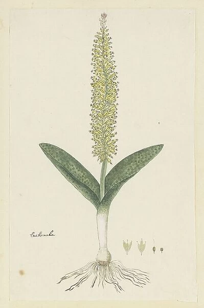 Lachenalia arbuthnotiae W.F. Barker (Hyacinth), 1777-1786. Creator: Robert Jacob Gordon