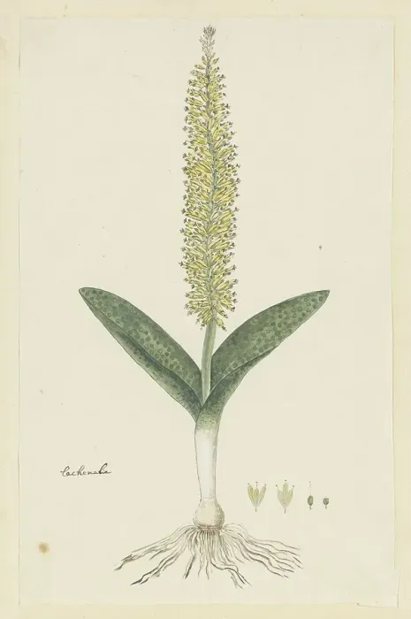 Framed Print : Lachenalia arbuthnotiae W.F. Barker (Hyacinth), 1777-1786. Creator: Robert Jacob Gordon Framed Print : Lachenalia arbuthnotiae W.F. Barker (Hyacinth), 1777-1786. Creator: Robert Jacob Gordon