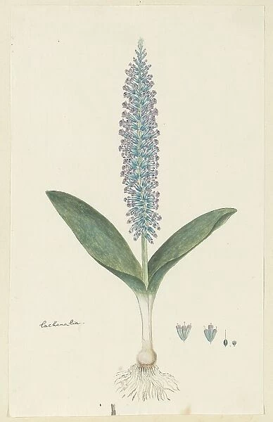 Lachenalia mediana Jacq. 1777-1786. Creator: Robert Jacob Gordon