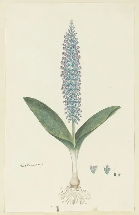 Framed Print : Lachenalia mediana Jacq. 1777-1786. Creator: Robert Jacob Gordon