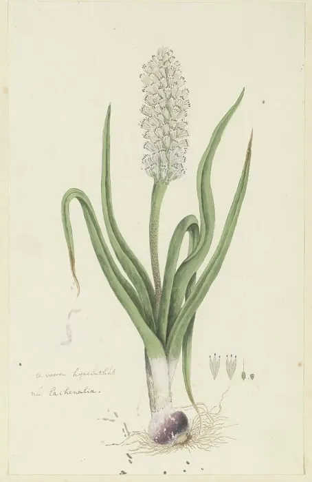 Framed Print : Lachenalia orthopetala Jacq. (Hyacinth), 1777-1786. Creator: Robert Jacob Gordon Framed Print : Lachenalia orthopetala Jacq. (Hyacinth), 1777-1786. Creator: Robert Jacob Gordon