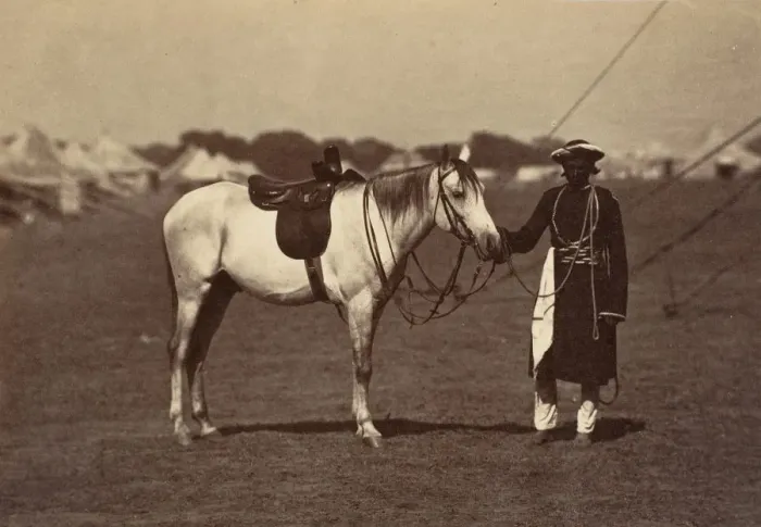 Framed Print : Lady Cannings Grey Arab, 1858-61. Creator: Unknown Framed Print : Lady Cannings Grey Arab, 1858-61. Creator: Unknown