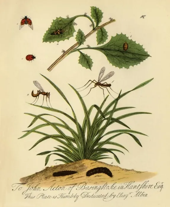 Framed Print : Ladybird and Daddy-Long-Legs: Coccinella and Tipula oleracea, 1720, (1945). Creator: Halett Framed Print : Ladybird and Daddy-Long-Legs: Coccinella and Tipula oleracea, 1720, (1945). Creator: Halett