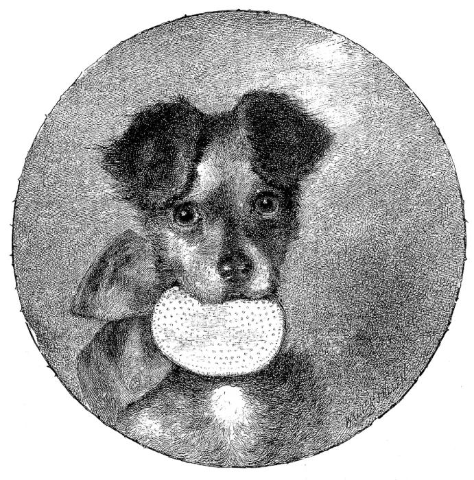 Framed Print : The Lady's Pet, 1890. Creator: Unknown Framed Print : The Lady's Pet, 1890. Creator: Unknown