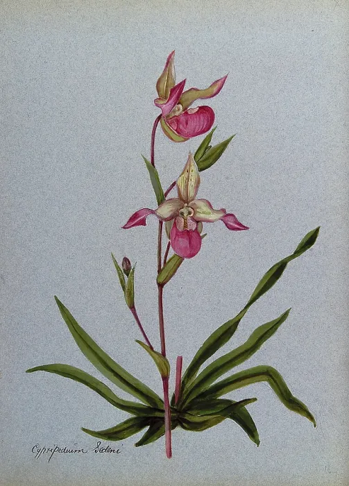 Framed Print : A lady's slipper orchid (Cypripedium Sedeni): flowering stem. Creator: Unknown. A lady's slipper orchid (Cypripedium Sedeni): flowering stem. Creator: Unknown Framed Print : A lady's slipper orchid (Cypripedium Sedeni): flowering stem. Creator: Unknown. A lady's slipper orchid (Cypripedium Sedeni): flowering stem. Creator: Unknown