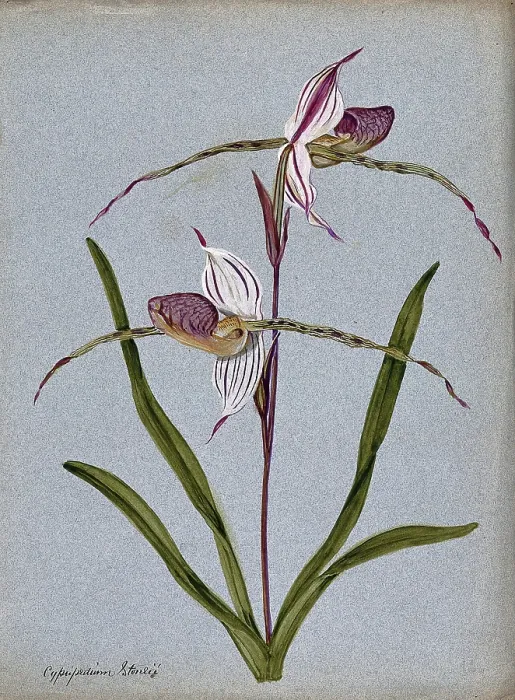 Framed Print : A lady's slipper orchid (Cypripedium Stoneii): flowering stem. Creator: Unknown. A lady's slipper orchid (Cypripedium Stoneii): flowering stem. Creator: Unknown Framed Print : A lady's slipper orchid (Cypripedium Stoneii): flowering stem. Creator: Unknown. A lady's slipper orchid (Cypripedium Stoneii): flowering stem. Creator: Unknown