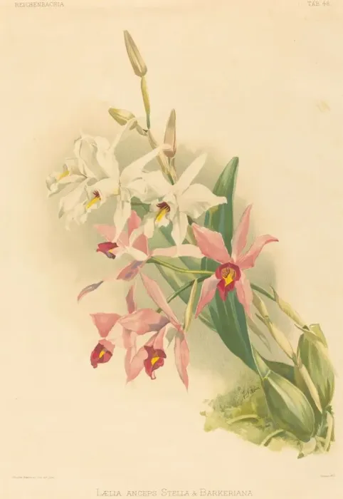 Framed Print : Laelia Anceps Stella & Barkeriana. Creator: Joseph Mansell Framed Print : Laelia Anceps Stella & Barkeriana. Creator: Joseph Mansell