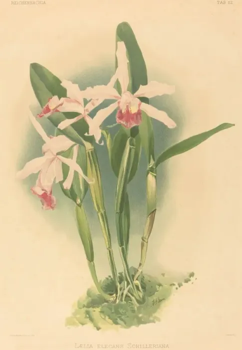 Framed Print : Laelia Elegans Schilleriana. Creator: Joseph Mansell Framed Print : Laelia Elegans Schilleriana. Creator: Joseph Mansell