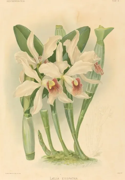 Framed Print : Laelia Euspatha. Creator: Joseph Mansell Framed Print : Laelia Euspatha. Creator: Joseph Mansell