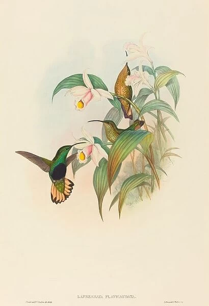 Lafresnaya flavicaudata (Buff-tailed Velvet-breast). Creators: John Gould