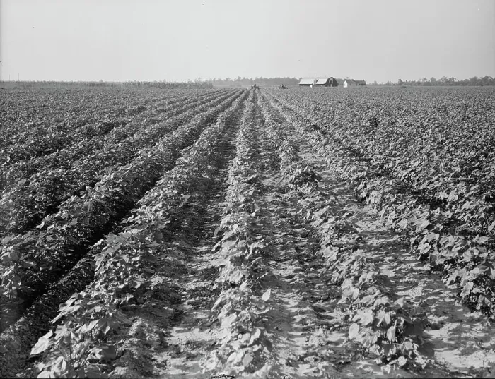 Framed Print : Lake Dick project, Arkansas, 1938. Creator: Dorothea Lange Framed Print : Lake Dick project, Arkansas, 1938. Creator: Dorothea Lange