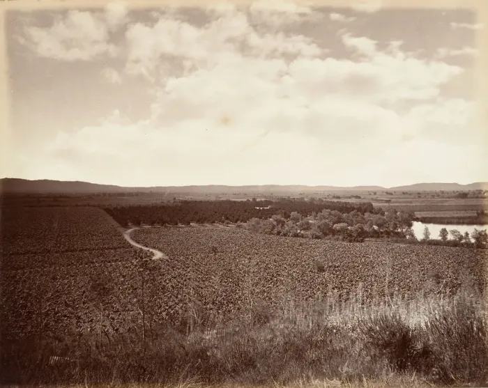 Framed Print : Lake Vineyard and Orange Grove, Los Angeles, 1876, printed ca. 1876 Framed Print : Lake Vineyard and Orange Grove, Los Angeles, 1876, printed ca. 1876
