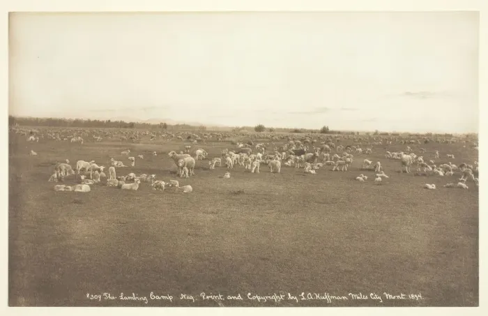 Framed Print : The Lambing Camp, 1894. Creator: Laton Alton Huffman Framed Print : The Lambing Camp, 1894. Creator: Laton Alton Huffman