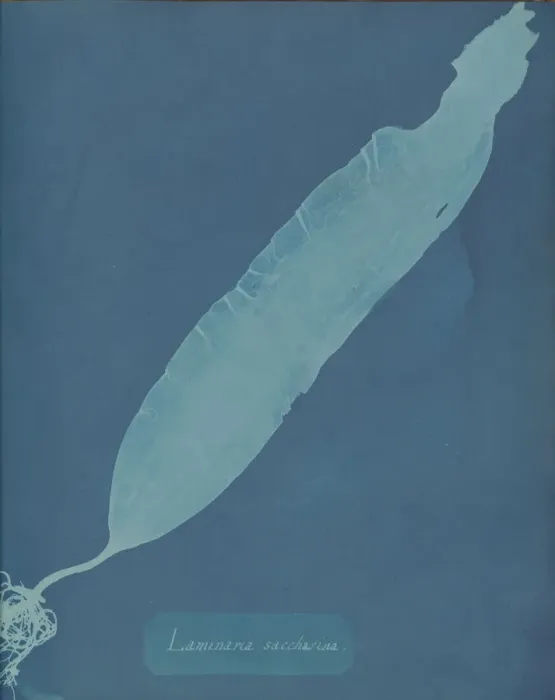 Framed Print : Laminaria saccharina, ca. 1853. Creator: Anna Atkins Framed Print : Laminaria saccharina, ca. 1853. Creator: Anna Atkins