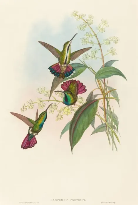 Framed Print : Lampornis prevosti. Creators: John Gould, Henry Constantine Richter Framed Print : Lampornis prevosti. Creators: John Gould, Henry Constantine Richter