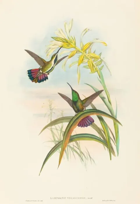 Framed Print : Lampornis veraguensis (Veraguan Mango). Creators: John Gould, Henry Constantine Richter Framed Print : Lampornis veraguensis (Veraguan Mango). Creators: John Gould, Henry Constantine Richter
