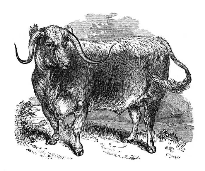 Framed Print : Lancashire ox, specimen of the long horned breeds, 1848 Framed Print : Lancashire ox, specimen of the long horned breeds, 1848