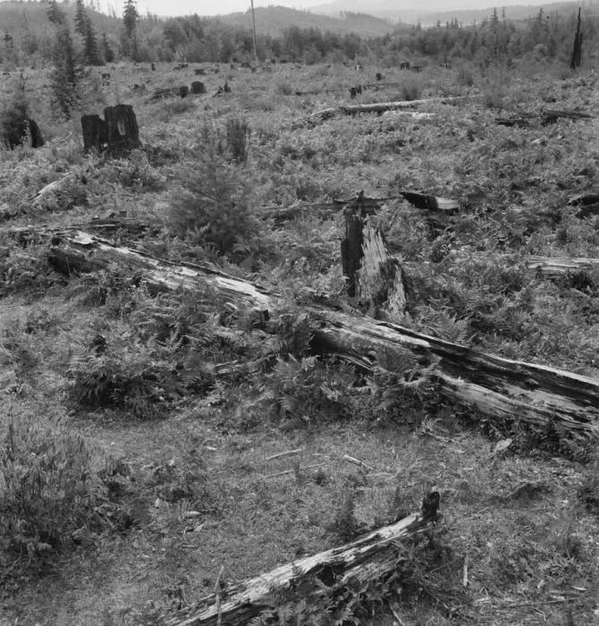 Framed Print : Land on the Arnold farm which they hope to clear next year, Michigan Hill, Thurston County, 1939. Creator: Dorothea Lange Framed Print : Land on the Arnold farm which they hope to clear next year, Michigan Hill, Thurston County, 1939. Creator: Dorothea Lange
