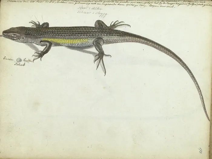 Framed Print : Land and water lizard, 1785. Creator: Jan Brandes Framed Print : Land and water lizard, 1785. Creator: Jan Brandes