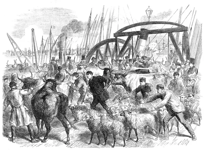 Framed Print : Landing foreign cattle at the British and Foreign Wharf, near the London Docks, 1865. Creator: Unknown Framed Print : Landing foreign cattle at the British and Foreign Wharf, near the London Docks, 1865. Creator: Unknown