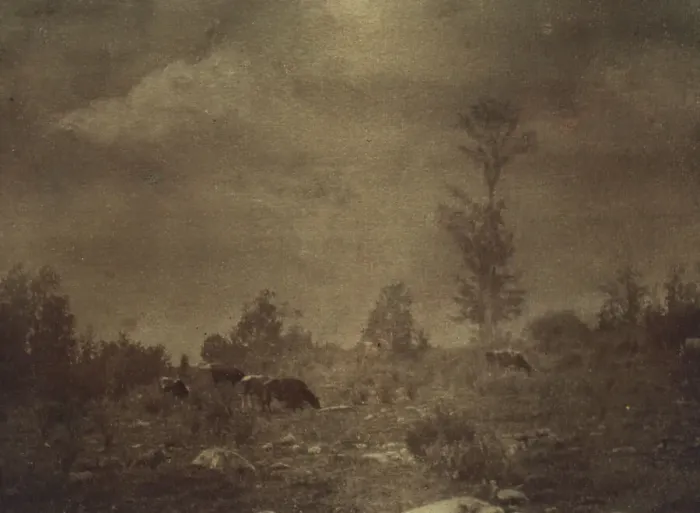 Framed Print : Landscape of cows grazing in a rocky field, c1900. Creator: Unknown Framed Print : Landscape of cows grazing in a rocky field, c1900. Creator: Unknown