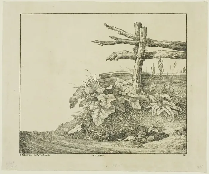 Framed Print : Landscape with Flora and Rustic Fence near Roadside, n.d. Creator: Lorenz Ekemann Alesson Framed Print : Landscape with Flora and Rustic Fence near Roadside, n.d. Creator: Lorenz Ekemann Alesson