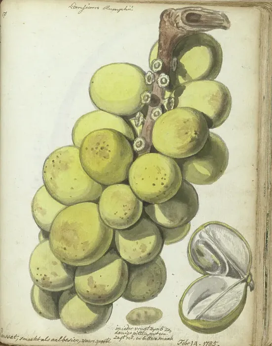 Framed Print : Langsat, a Javanese fruit, 1785. Creator: Jan Brandes Framed Print : Langsat, a Javanese fruit, 1785. Creator: Jan Brandes