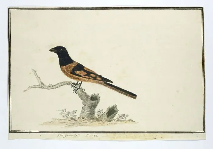Framed Print : Laniarnus atrococcineus (Crimson-Breasted Shrike), 1777-1786. Creator: Robert Jacob Gordon Framed Print : Laniarnus atrococcineus (Crimson-Breasted Shrike), 1777-1786. Creator: Robert Jacob Gordon