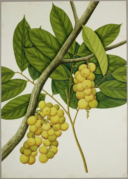 Framed Print : Lansium domesticum, c1824. Creator: Unknown Framed Print : Lansium domesticum, c1824. Creator: Unknown