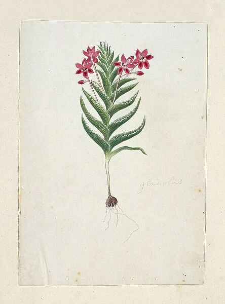 Lapeirousia silenoides (Jacq.) Ker Gawl. 1777-1786. Creator: Robert Jacob Gordon